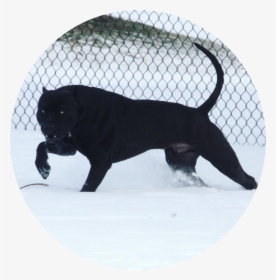 Picture - Pitbull That Looks Like A Panther, HD Png Download, Transparent PNG