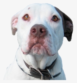 We Can T Save Her Without You - Pitbull Dog Transparent, HD Png Download, Transparent PNG