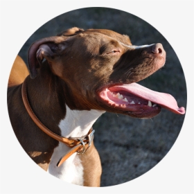 Pitbull Dog , Png Download - Pitbull Images Download Full Hd, Transparent Png, Transparent PNG