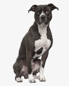 Pit Bull Terrier Png - American Pit Bull Terrier Sitting, Transparent Png, Transparent PNG