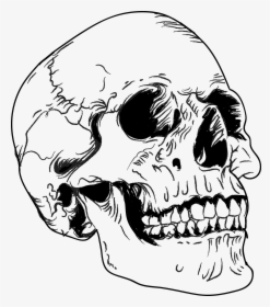 Image Of Skull - Random Drawings, HD Png Download, Transparent PNG
