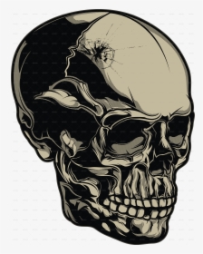 Vector Colors Skull - Skull, HD Png Download, Transparent PNG