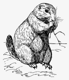Free Vector Prairie Dog - Prairie Dog Black And White, HD Png Download, Transparent PNG