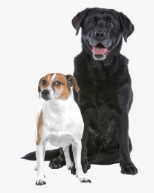 Vpd018 - Black Lab And Jack Russell, HD Png Download, Transparent PNG