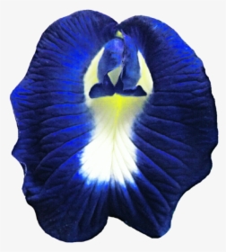 Thumb Image - Butterfly Pea Flower Transparent, HD Png Download, Transparent PNG