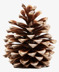 Pinecone Png Transparent Picture - Pine Cone 3d Model Free, Png Download, Transparent PNG