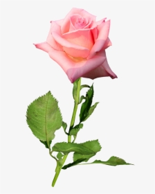Garden Roses Flower Hybrid Tea Rose Bud - Hybrid Tea Rose Bud, HD Png Download, Transparent PNG