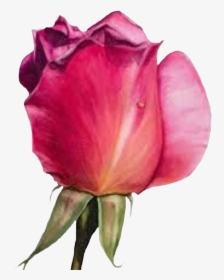 #flower #rosebud #rose #freetoedit - Pink Rose Painting In Watercolor By Maria Raczynska, HD Png Download, Transparent PNG