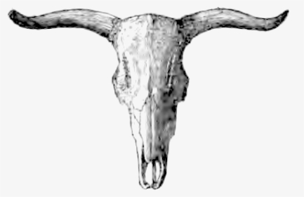 Natural History Review 0063b - Skull, HD Png Download, Transparent PNG