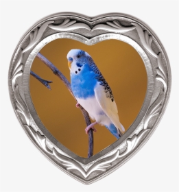 Blue And White Parrot, HD Png Download, Transparent PNG