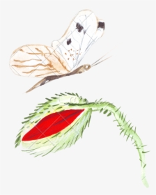 Drawing Feather Sketch - Illustration, HD Png Download, Transparent PNG