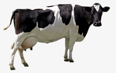 Cow Png Image - Cow Png, Transparent Png, Transparent PNG