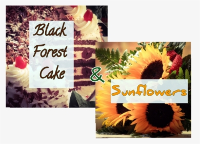 Sunflower, HD Png Download, Transparent PNG