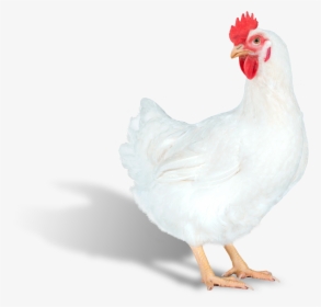 Web Png24 Ps Efficiency Plus Right - Rooster, Transparent Png, Transparent PNG