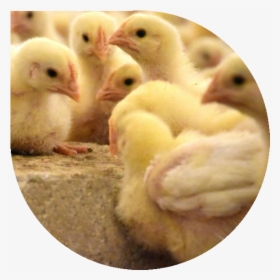 Chicks In Barn - Chicken, HD Png Download, Transparent PNG