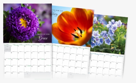 Stunningly Beautiful Month Calendar Png Holidays Png - Tulip, Transparent Png, Transparent PNG