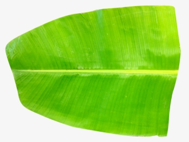 single banana leaf png