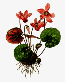 Cyclamen Vector Drawing - Cyclamen Plant Botanical Drawing, HD Png Download, Transparent PNG