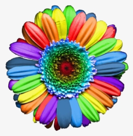 Thumb Image - Rainbow Colours Flowers, HD Png Download, Transparent PNG