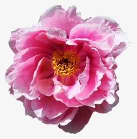 Rose Flower Png Image - Animated Gif Blüten Gif, Transparent Png, Transparent PNG