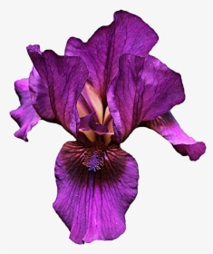 Iris Flower Png Hd Transparent Iris Flower Hd Images, Png Download, Transparent PNG