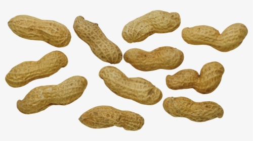 Peanut Png - Peanut, Transparent Png, Transparent PNG