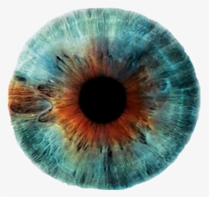 #blue #brown #eye #lens #blueeye#freetoedit - Rankin Eyescapes, HD Png Download, Transparent PNG