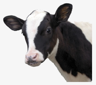 Thumb Image - Vaca Png, Transparent Png, Transparent PNG