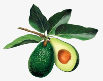 Avocado Tree Leaf Png, Transparent Png, Transparent PNG