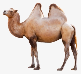Camel Png Side View - Long Can Camels Go Without Water, Transparent Png, Transparent PNG