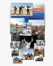 Quarter Transparent Caribou - Hunting Collage, HD Png Download, Transparent PNG