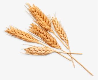 Einkorn Wheat, HD Png Download, Transparent PNG