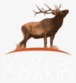The Solamere Grand - Elk, HD Png Download, Transparent PNG