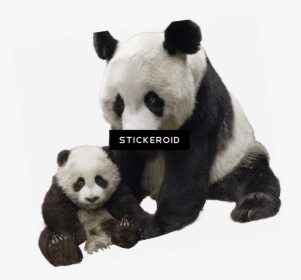 Panda And Baby - Giant Panda Transparent Png, Png Download, Transparent PNG