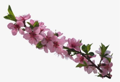 Flowers Tubes, HD Png Download, Transparent PNG