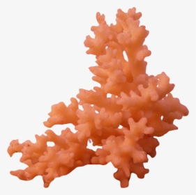 Thumb Image - Coral Png, Transparent Png, Transparent PNG