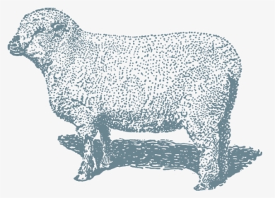 Lamb-8x10 - Sheep, HD Png Download, Transparent PNG