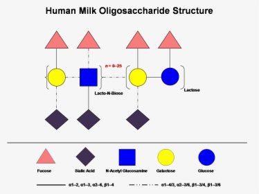 Human Milk Oligosaccharides Structure, HD Png Download, Transparent PNG
