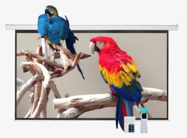 Projection Screen In Which Parrots Images Are Being - Parrot Bed, HD Png Download, Transparent PNG
