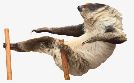 Others Png Download - Sloth Attack Gif, Transparent Png, Transparent PNG