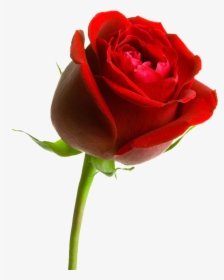 Rosa ,en Formato Png - Valentines Rose, Transparent Png, Transparent PNG