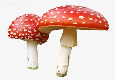 Transparent Fungi Clipart - Transparent Background Mushroom Png, Png Download, Transparent PNG
