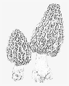 #morels #morelmushrooms #mushrooms #fungi #nature #woods - Line Art, HD Png Download, Transparent PNG