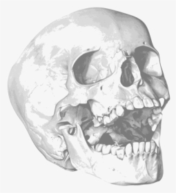 Skull Human Skeleton Bone Drawing - Royalty Free Skull, HD Png Download, Transparent PNG