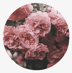 Aesthetic Roses Tumblr Overlay Circle Cute Pink Interes - Overlay Aesthetic Png Circle, Transparent Png, Transparent PNG