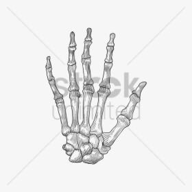 Bone Clipart Hand Bone - Hand Holding Hand Skeleton, HD Png Download, Transparent PNG