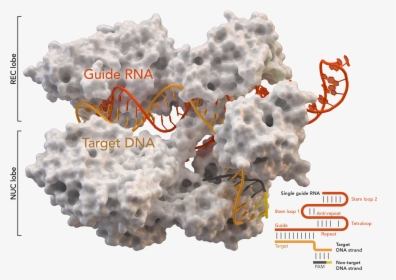 Rispr-associated Protein Cas9 From Staphylococcus Aureus - Crispr Cas9 Molecule, HD Png Download, Transparent PNG