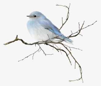 Blue Bird Watercolor Png, Transparent Png, Transparent PNG