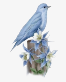 Hummingbird Bluebird Of Happiness - Bird, HD Png Download, Transparent PNG