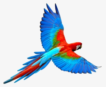 #mq #blue #birds #bird #flying #fly - Parrot Png, Transparent Png, Transparent PNG